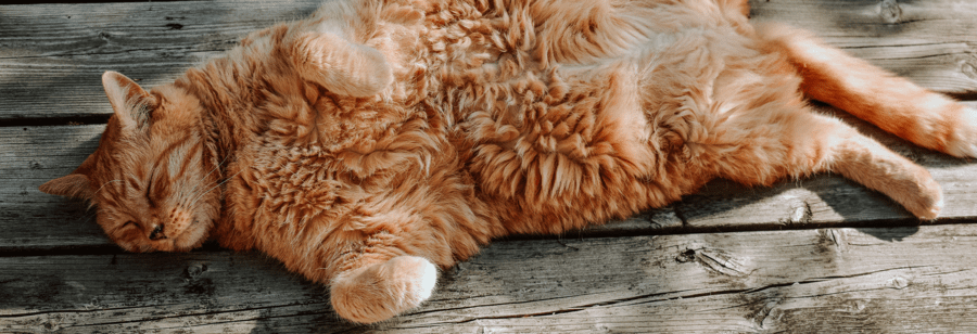 huidaandoening bij je kat