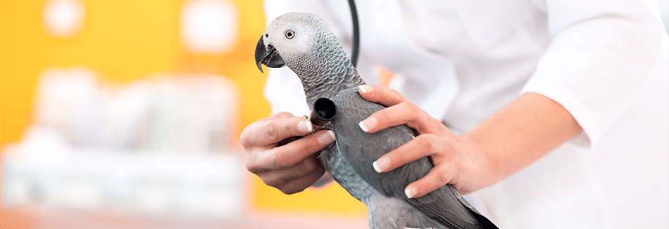 Kan ik mijn papegaai laten inenten?