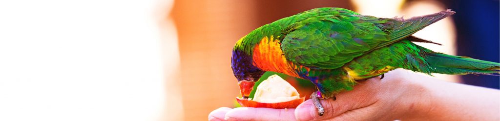 Lichamelijk onderzoek bij papegaaien