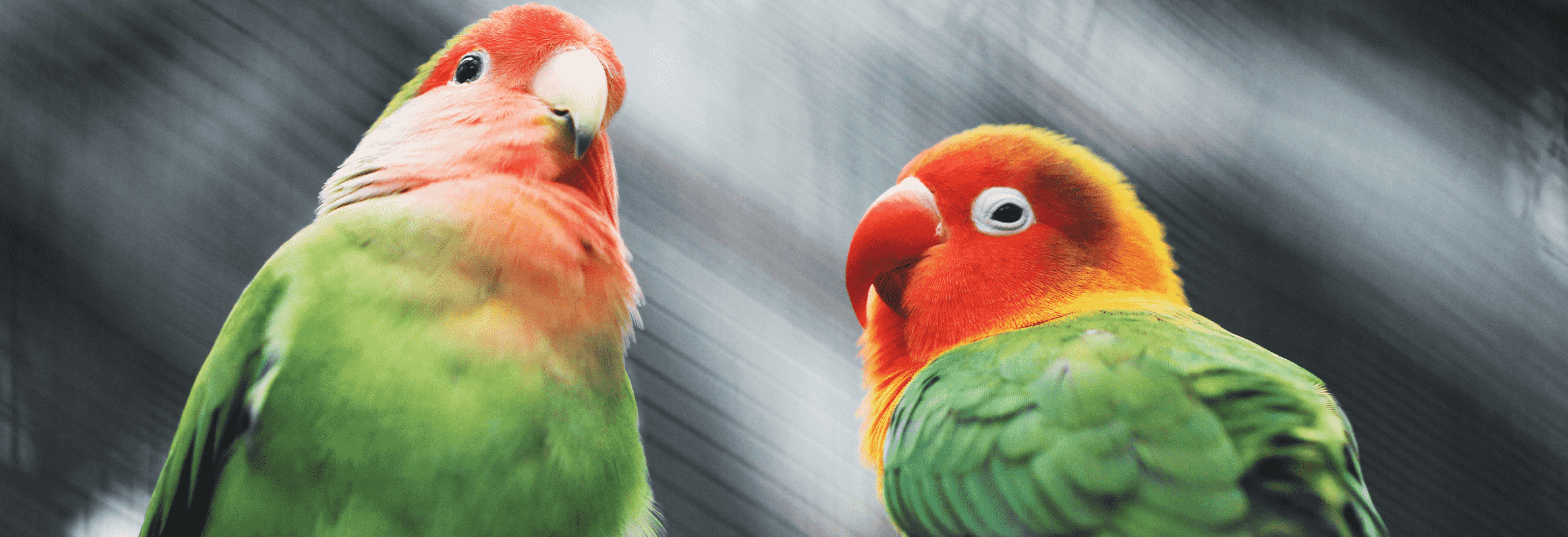 Populaire namen voor vogels en papegaaien