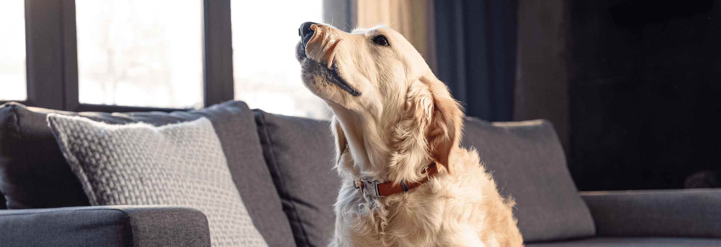 kennelhoest bij honden
