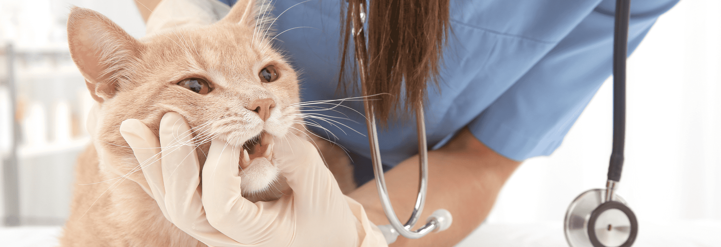 zorg voor een goede gezondheid van het gebit van je kat
