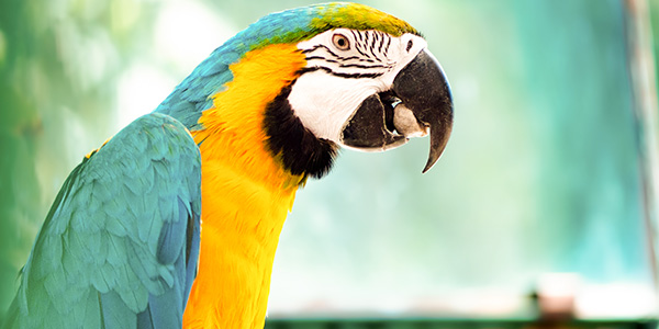 populaire namen vogels en papegaaien