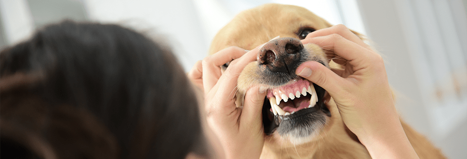 Tanden poetsen hond