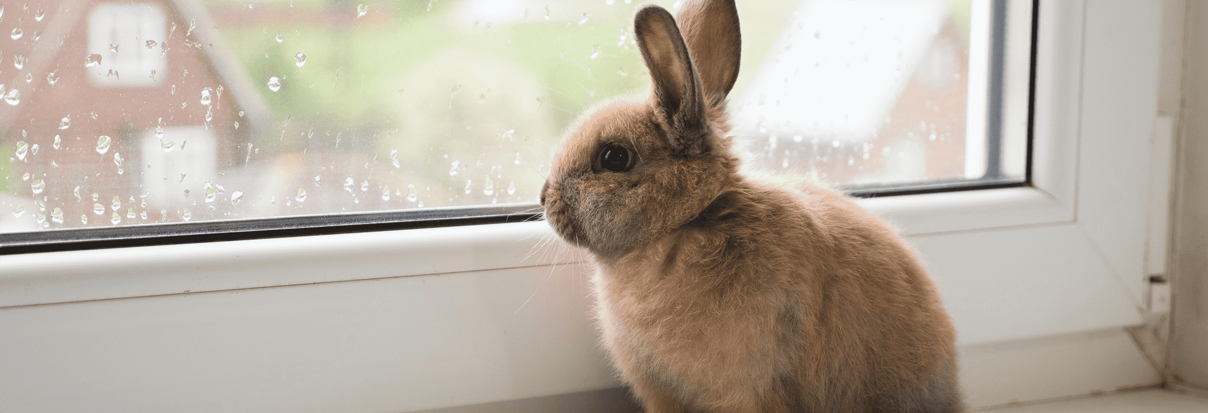 Myiasis (huidmadenziekte) bij de konijn