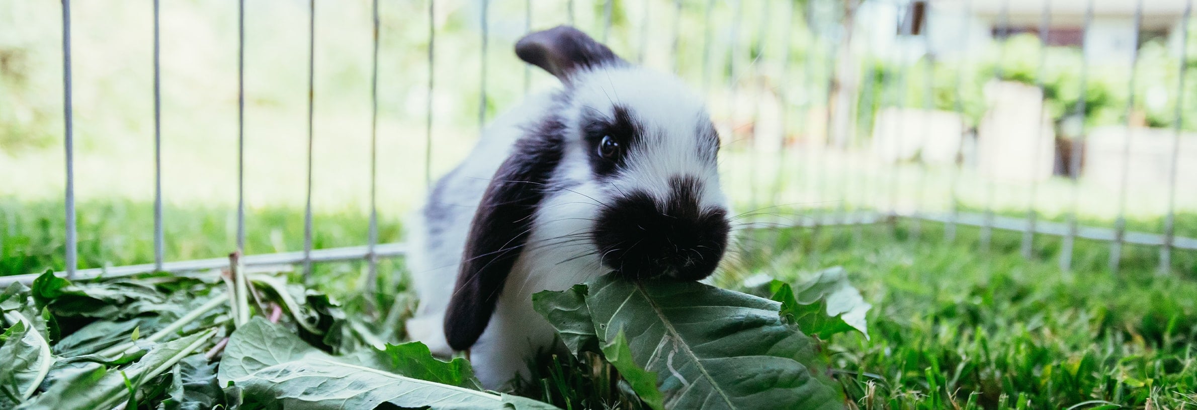 Wat mogen konijnen eten?