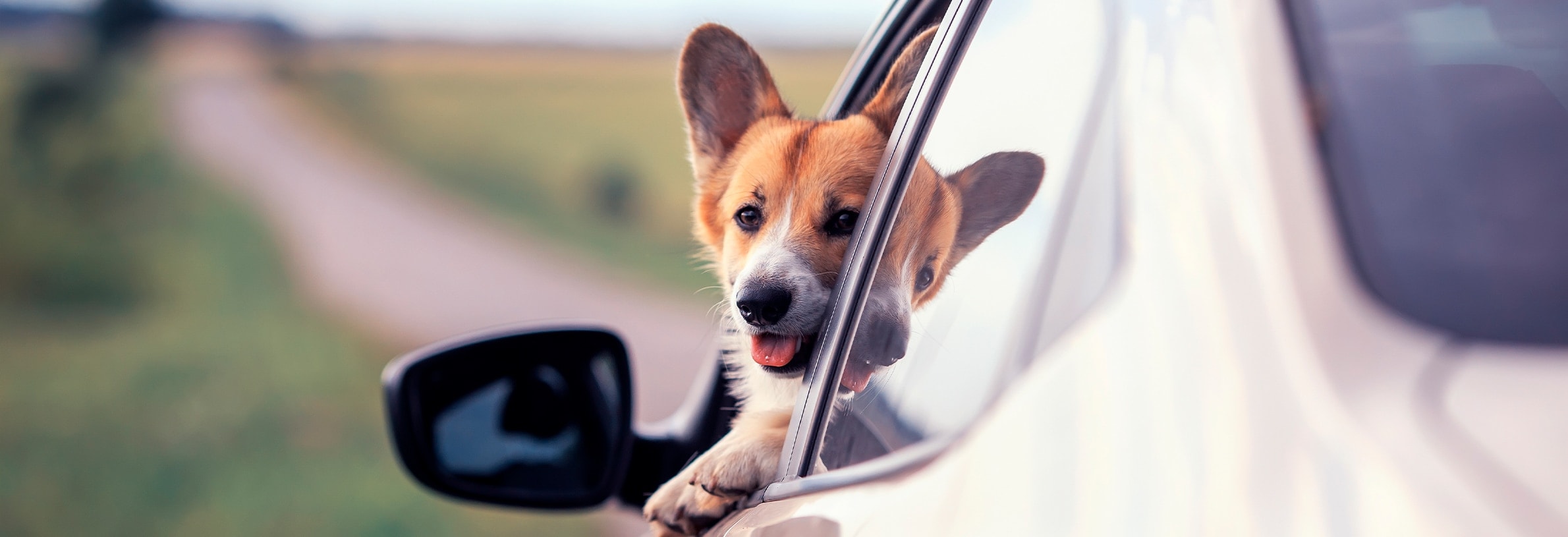 Hond vervoeren in de auto
