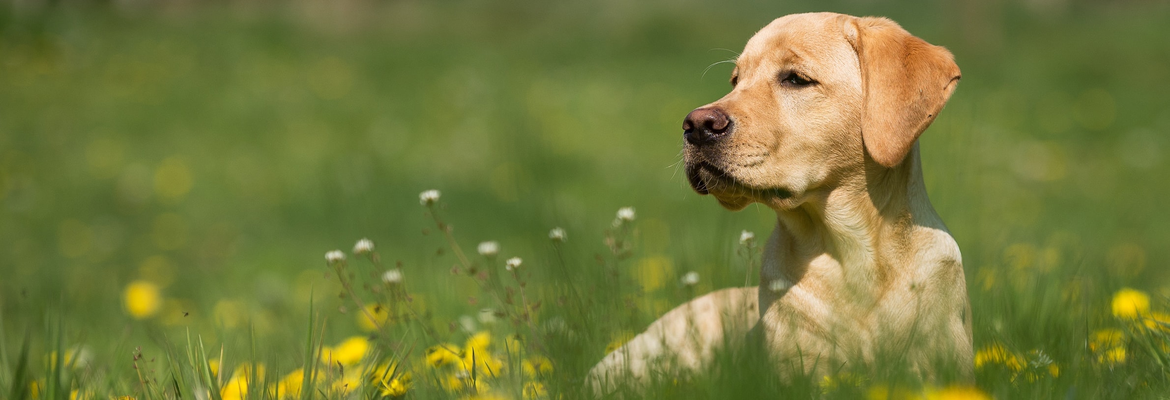 lanthaan Intrekking Hechting Vlooien hond: bestrijden en voorkomen! | Petplan.nl