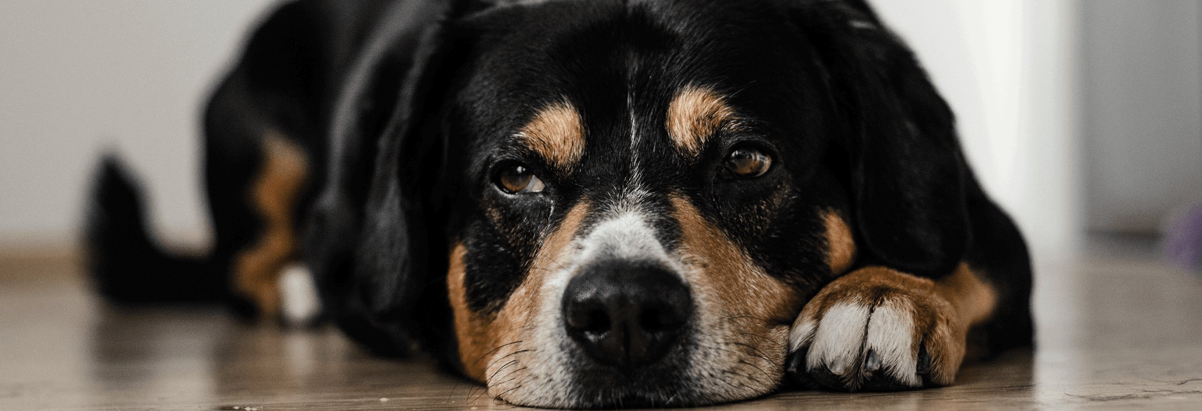 Epilepsie bij honden, wat moet ik weten?