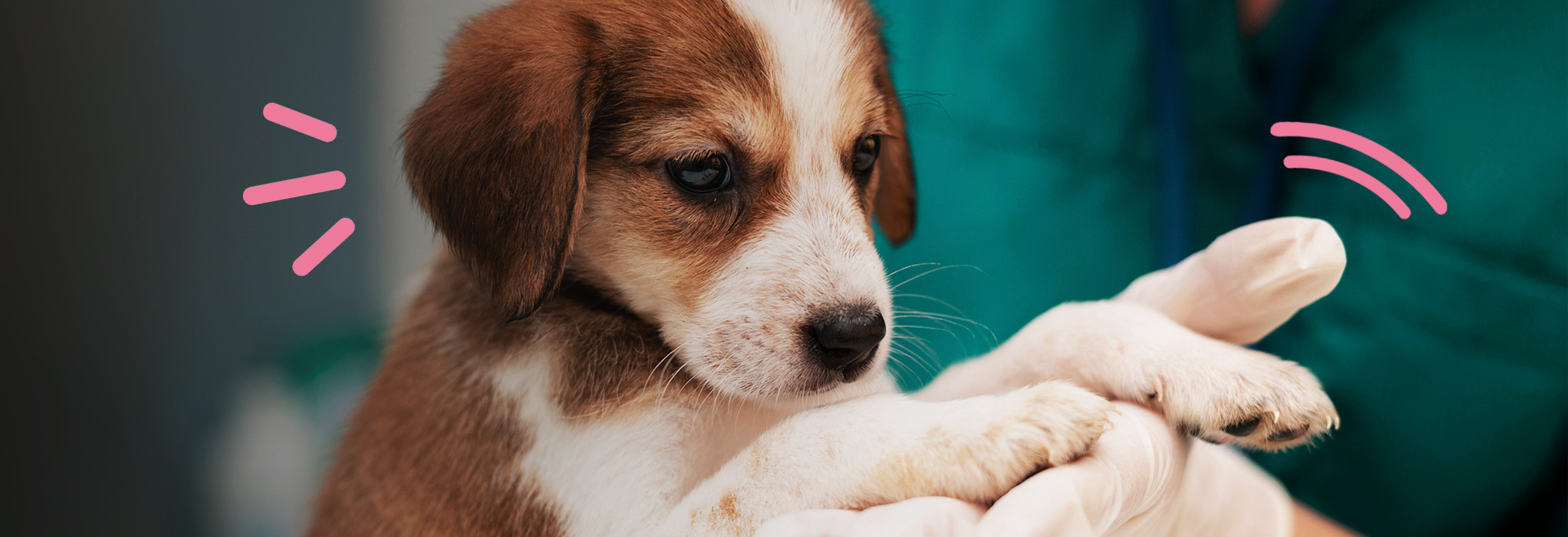 Hondenbaasje krijgt dierenartsrekening van €2.270,45