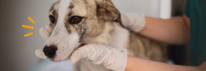 hond wordt geholpen bij dierenarts en baasje schrikt van dierenartsrekening